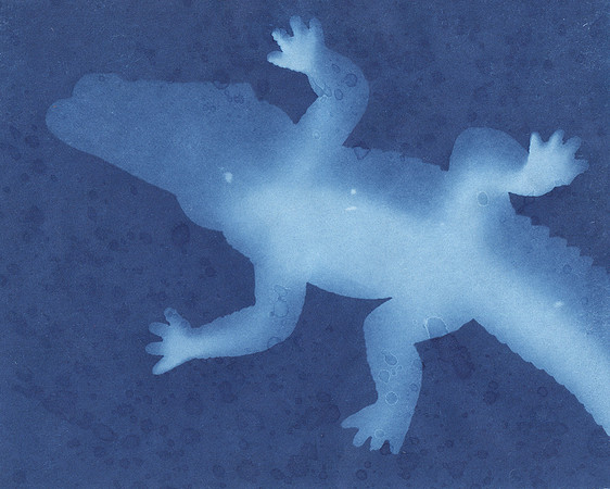 Gator