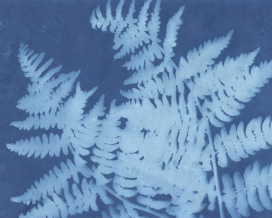 Ferns from outside the park