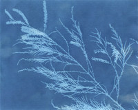 The first sunprint, made by Brianna