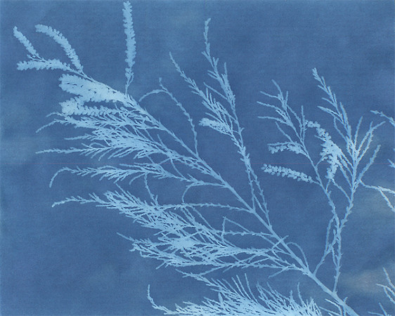 The first sunprint, made by Brianna